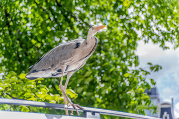 Crane in Amsterdam streets, Netherlands