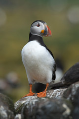 Atlantic Puffin (Alca Arctica)/Puffin on rocky coastline of the Farne Islands