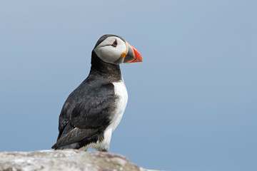Atlantic Puffin (Alca Arctica)/Puffin on rocky coastline of the Farne Islands