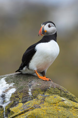 Naklejka premium Atlantic Puffin (Alca Arctica)/Puffin on rocky coastline of the Farne Islands