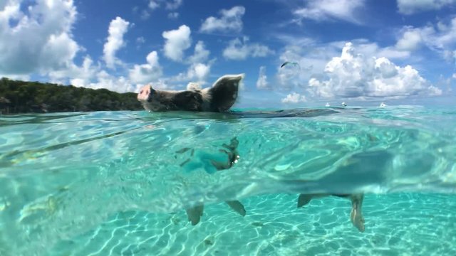 Wild, swimming piglet on Big Majors Cay in Bahamas