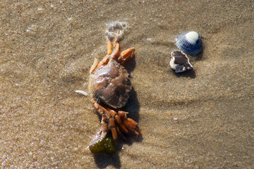 Krabbe am Strand