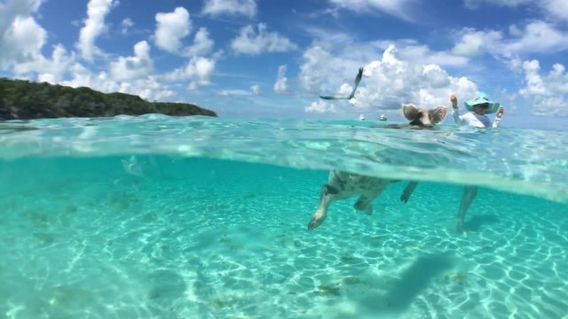Wild, swimming piglet on Big Majors Cay in Bahamas