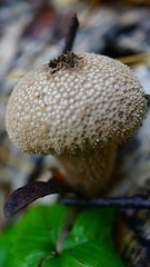 ГРИБЫ,ЛЕС,ДОЖДЕВИК,СЪЕДОБНЫЕ ГРИБЫ,НЕСЪЕДОБНЫЕ ГРИБЫ