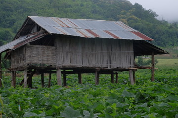 Thai farmer hut in vegetable field, Thailand