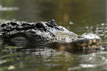 crocodile