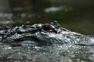 Obraz premium crocodile