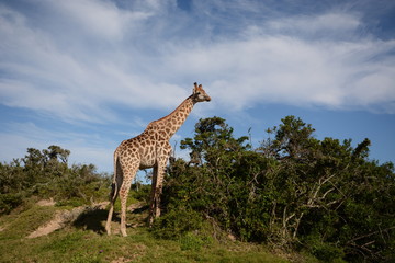 Giraffe