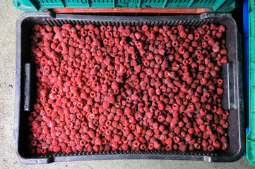 Fresh eco raspberries background