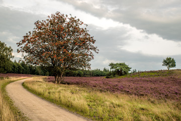 bloeiende heide