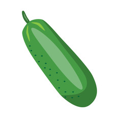 green cucumber isolated vector illustration