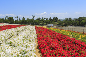 The Flower Fields