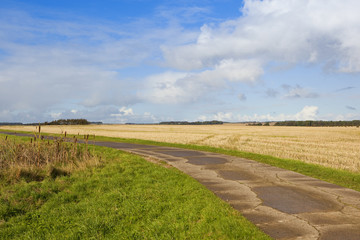 bridleway and bullrushes