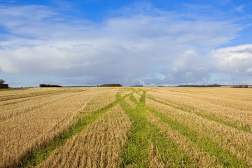 straw stubble patterns