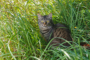 Young tabby tat looking with interest while hiding in summer grass
