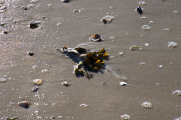 Strandszenen Nordseeküste Cuxhaven
