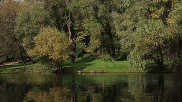 Pond in autumnal park with ducks and a fishing float on the surface