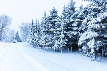 verschneite Tannen im Winter