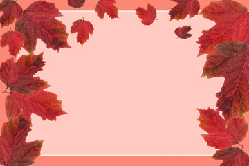 Naklejka na ściany i meble blank (frame): red leaf viburnum isolated on beige background