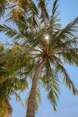 Obraz na płótnie Canvas Palm tree and shining sun over bright sky background