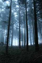 forêt dans le brouillard