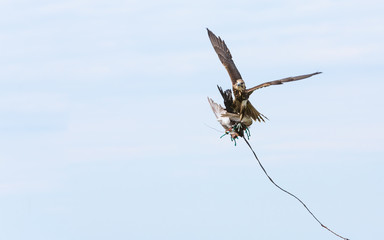 Jagdfalke