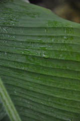 Banana leaf