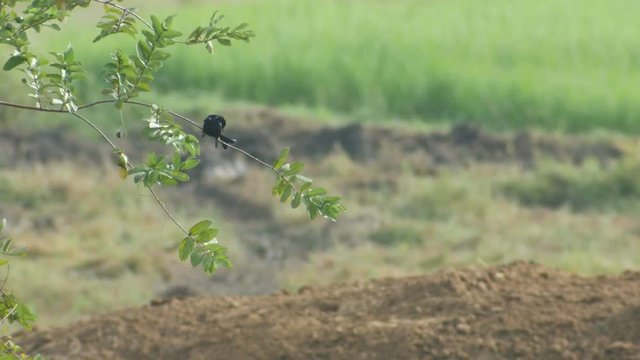 black drongo bird is resting on the tree branch in the paddy field