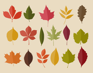 Set of isolated autumn colored leaves  in flat style on white