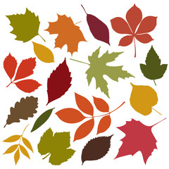 Set of isolated autumn colored leaves 