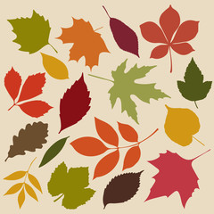 Set of isolated autumn colored leaves