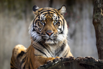 Naklejka premium żeński tygrys sumatrzański, Panthera tigris sumatrae