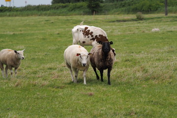 Lamb