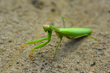 green praying mantis / Mantis religiosa