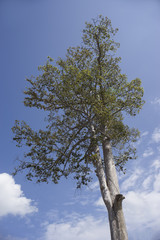 Many roasted corn or Grilled corn cob at  market in Thailand,street food,filtered image,light effect added,selective focus