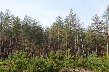 pine forest and young growth