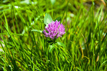 clover flower on green grass
