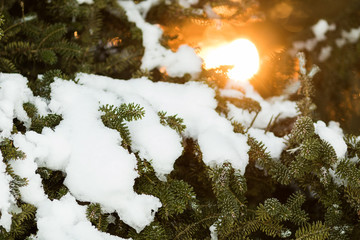 Tannenzweig im Winter