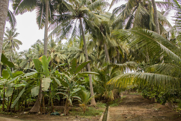 Obraz na płótnie Canvas Coconut palms and banana trees in Salalah, Oman
