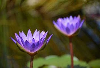 Violet water lily