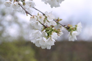 fleur de cerisier