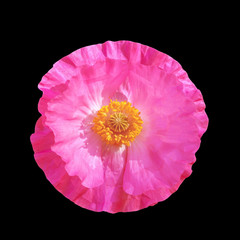 Pink poppy on a blac background