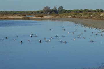 paisajes de aves y marismas en las salinas 