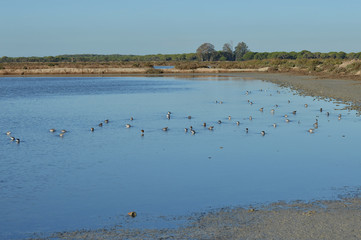 paisajes de aves y marismas en las salinas 