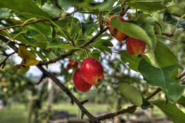 Apples on a tree