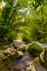 Obraz premium A stream through the jungle