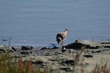 paisajes de aves y marismas en las salinas 