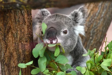 Printed kitchen splashbacks Koala koala