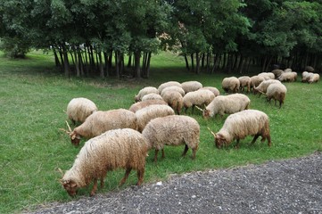 Grazing sheep in Hungary