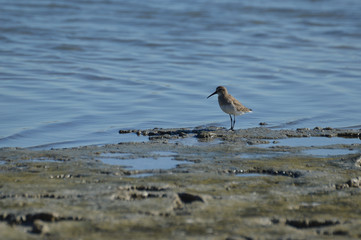 paisajes de aves y marismas en las salinas 